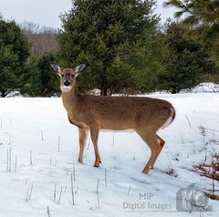 Digital Image Picture Photo Wallpaper Background Desktop Art Deer Catskills NY