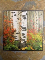 David L Clack Slate Pics Birch Trees Fall Art 12”x12” Illustrated Light