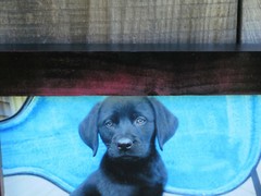 Black Labrador Retriever Puppy Picture Photography 8″x10″ with Handmade Reliced