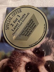 Angel Graphics Laser Prints Raccoon On Tree Raccoon Drinking Lot Of 2