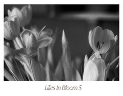 Black & White Floral Photograph Print Set – «Lilies In Bloom» 1 2 3 4 5