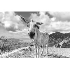St John White Donkeys Photography Wall Art Decor, US Virgin Islands, USVI Donkey