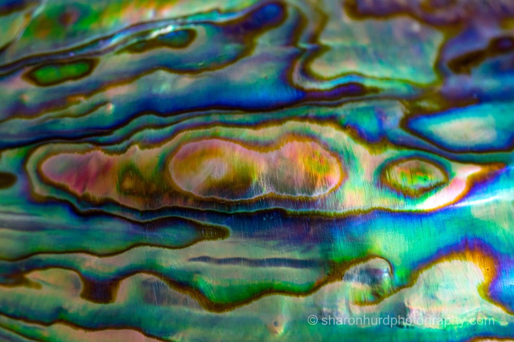 Abalone – Photography print photo nature wall decor