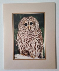 David L Reade Photography «Wizard» Barred Owl Wall Art Print Signed 11″x14″