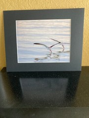 8 x10 color print of two young black skimmers mounted on a 11 x 14 black mat