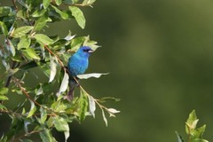 Indigo Bunting Photo, Pick One Image – Various Sizes