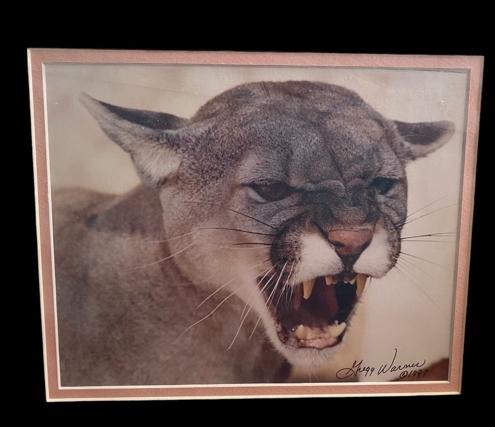 Florida Panther 14″x12″ Matted Photograph By Gregg Warner Signed 1997
