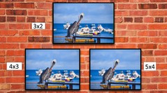 Pelican on Ocean Side, High Resolution Image, Many Formats, TV Art
