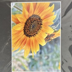 Sunflower Botanical Nature Photography Color Landscape 8×10 Matted Photograph