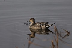 Pintails Photo 1, Pick One Image – Various Sizes