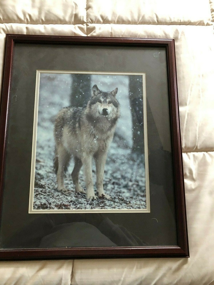 «WOLF EARLY WINTER SNOW» OPEN EDITION FRAMED PHOTOGRAPH BY CHET DOWELL