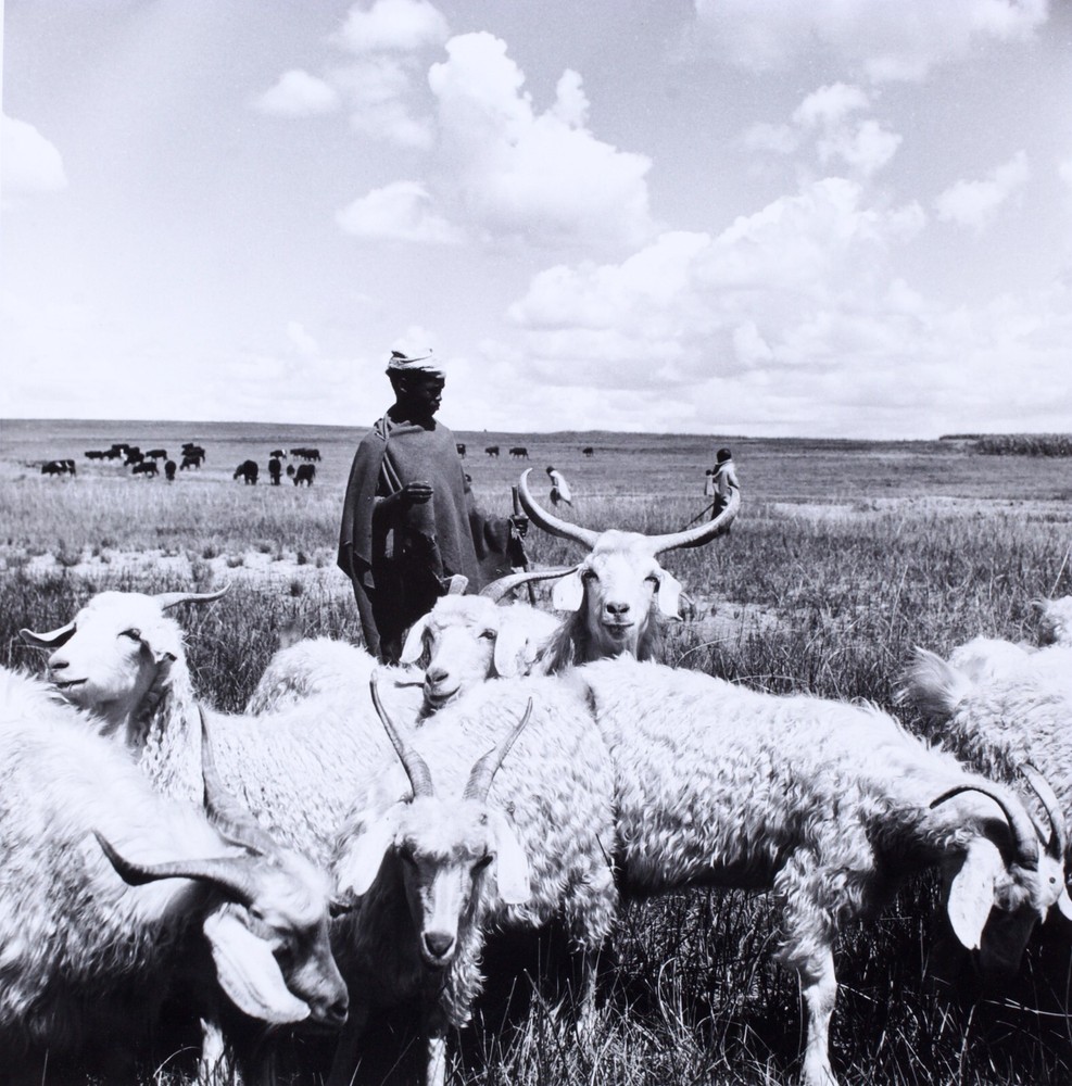 Constance Stuart Larrabee Photograph Basdeo 1947 Portrait Sheep Herder Plains