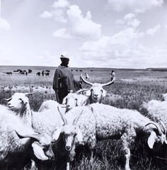Constance Stuart Larrabee Photograph Basdeo 1947 Portrait Sheep Herder Plains