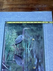Crane Wildlife Photo Print Art Mark A Schwartznau Ltd Ed /550 Montana Artist