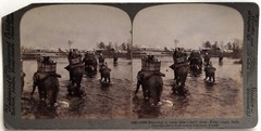 India Behar Jungle Elephanes Photo Stereo Vintage Citrate