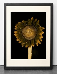 CHUCK CLOSE ‘Sunflower’, 2006/2011 SIGNED Photograph 24 x 18 in. #32/60 **NEW**