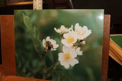 Vintage Signed 8×10 Photo W. Beebe East Tennessee Flowers Honey Bee