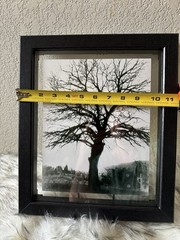 Beautifully captured black & white tree at a park in El Paso Texas