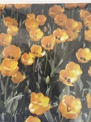 Flowers Photography by: “Muggs” Margolis Framable Art 5 X 7 New