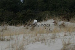 Snowy Owl Photo, Pick One Image – Various Sizes