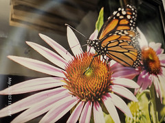 Butterfly In It’s Nature