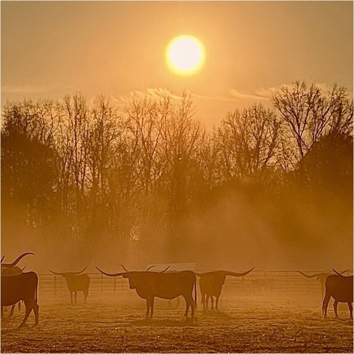 Cattle at Sunrise Landscape Photograph in Misty Nature Art Color