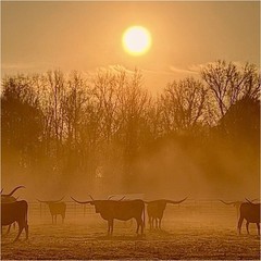 Cattle at Sunrise Landscape Photograph in Misty Nature Art Color