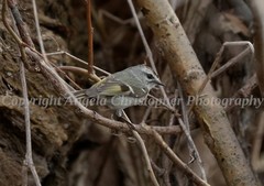 Original ACEO photo fine art print 2.5 x 3.5″ GOLDEN-CROWNED KINGLET small bird
