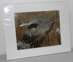 Sandhill Crane Wildlife Photo 8″ x 10″ in 11″ x 14″ Matte Signed by Kim Barry
