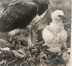 Rare 1975 ‘Harpy EAGLE Mother & Baby Fledgling’ in Nest NEIL RETTIG Photograph