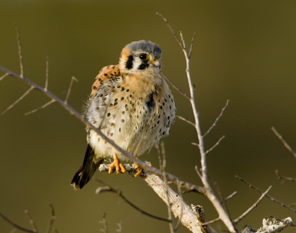 American Kestrel 11×14 Photograph Print 11″x14″ #2