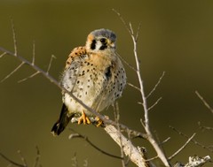 American Kestrel 11×14 Photograph Print 11″x14″ #2