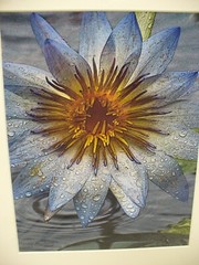 MATTED PHOTOGRAPHY Dew Covered Blue Water Lilly By Larry Santucci 16×20 2008