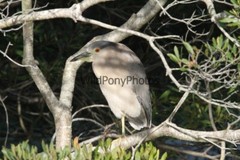 Black Crowned Night Heron Photo, Pick One Image – Various Sizes