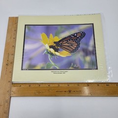 PHOTOGRAPHY Art Prints Lot 3 Vintage Butterfly Flowers Nature Photos – HW021