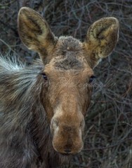 «Lady Moose» Ready to Hang High Definition Print on Aluminum Panel
