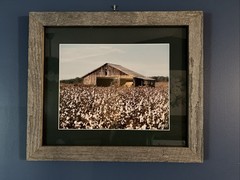 Framed Photograph Rustic Southern Barn In Cotton Field Grey Wooden Frame 21X18”