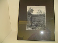 ART PHOTOGRAPHY grass with trees art black & white by L. Santucci Frame 16x20in
