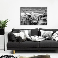 Highland Cow Photography Wildlife Portrait Picture Black and White Closeup An…