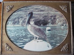 ANTIQUE PELICAN PHOTOGRAPH W/BEAUTIFUL GOLD WOODEN FRAME, 23.5″ X 17.5″-IMAGE