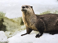 Signed Matted & Framed Award Winning Photograph by Mike Robinson, Romp of Otters