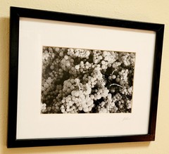 Jesse Kalisher 2001 – Vineyards at Harvest Time – Framed Original Photo Set