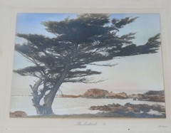 Vtg Gibson Hand Tint Oil Color Photo The Sentinal Cypress Tree 12.75”x11.3/8” VG