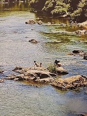 Summertime On The Haw River, NC 16×20 Ltd Ed Signed Gallery Wrapped Canvas