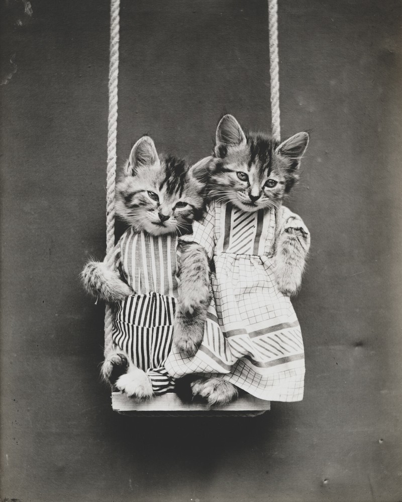 cat kitten kitty art print Harry Whittier Frees 8×10 vintage photo picture #11
