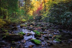 Forest Photography Print – Picture of Creek in Great Smoky Mountains Tennessee
