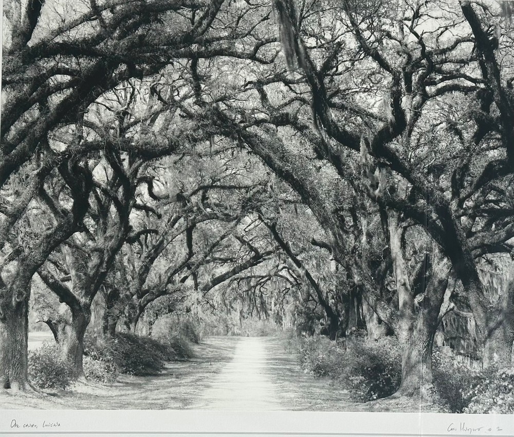 Chris Honeysett’s – Oak Canopy Louisiana 16×20 image, signed