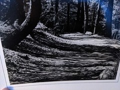 FOREST HIKING PATH LARGE ORIGINAL ART PHOTO B&W STETTNER VTG MATTE NJ CAMERA