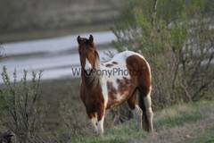Chincoteague Pony Photo – Mare Freckles – Pick One Image -Various Sizes