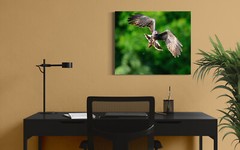 24 x 20 metal print of snail kite with apple snail